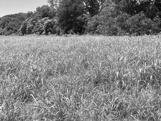 To graze or not to graze: Johnsongrass considerations