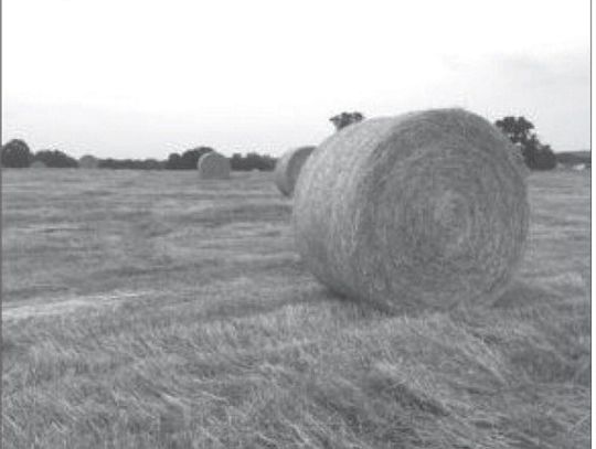 Understanding the importance of hay quality