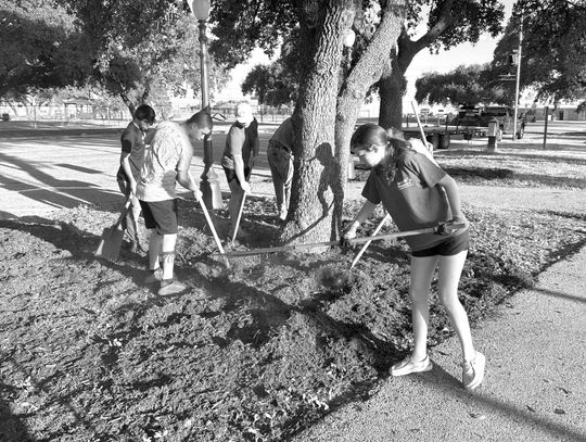 Volunteers spread mulch around a tree in the Cuero City Park in preparation for Turkeyfest. The Tree Board of Cuero organized a work day on Oct. 5 to give Cuero’s trees some TLC heading into the holiday season. (Contributed