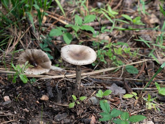 What are those white mushrooms in my yard?
