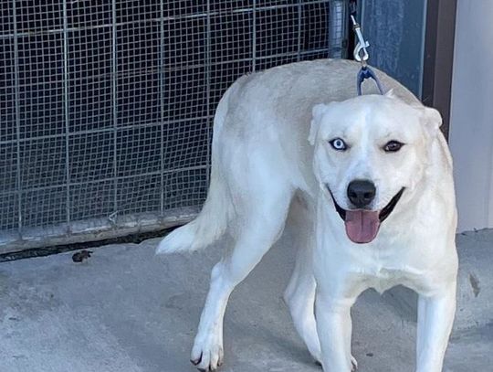 Why seniors, middle-agers love older pets