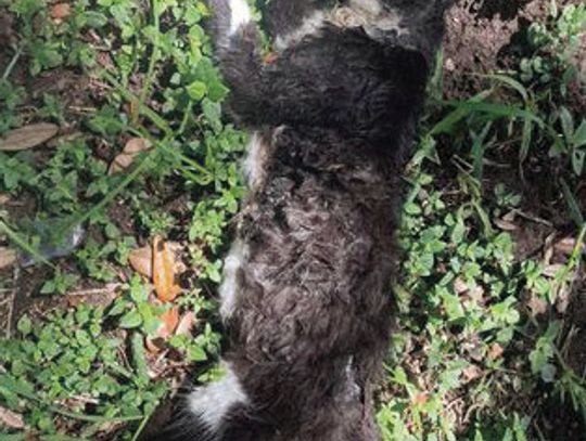 Hissy and several other pet cats were killed on July 20. (Contributed photo)