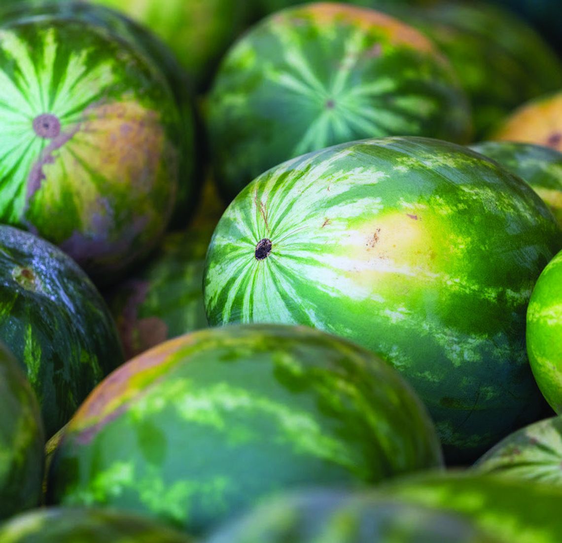 3 tips to pick sweetest watermelon