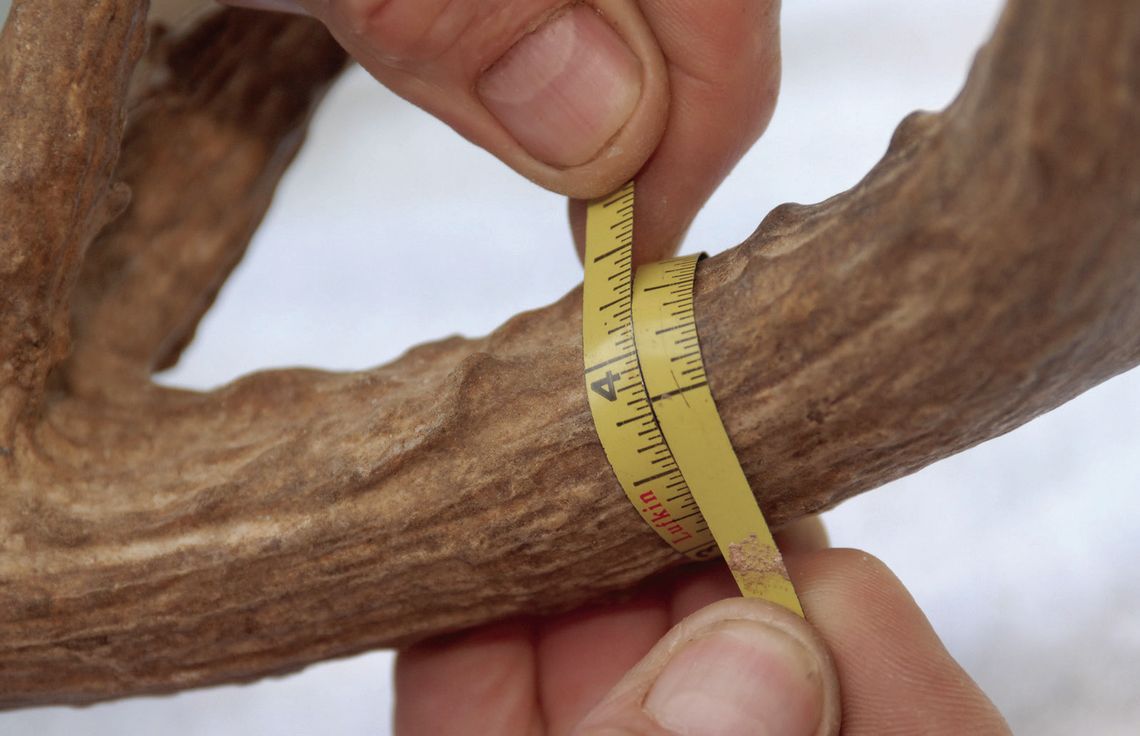 Circumference measurements are key figures in attaining an accurate score. Measurements should the taken at the small place between points. PHOTO BY MATT WILLIAMS