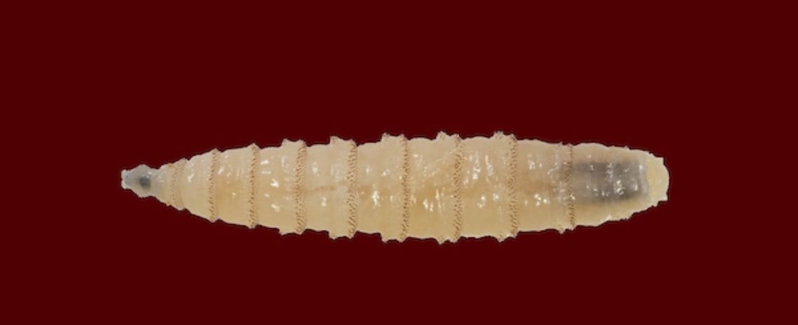 AgriLife Extension offers regional screwworm education meetings AgriLife Extension offers regional screwworm education meetings