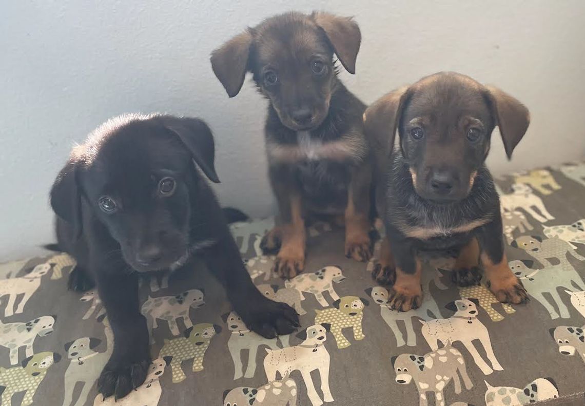 Are you ready for some puppy love?
