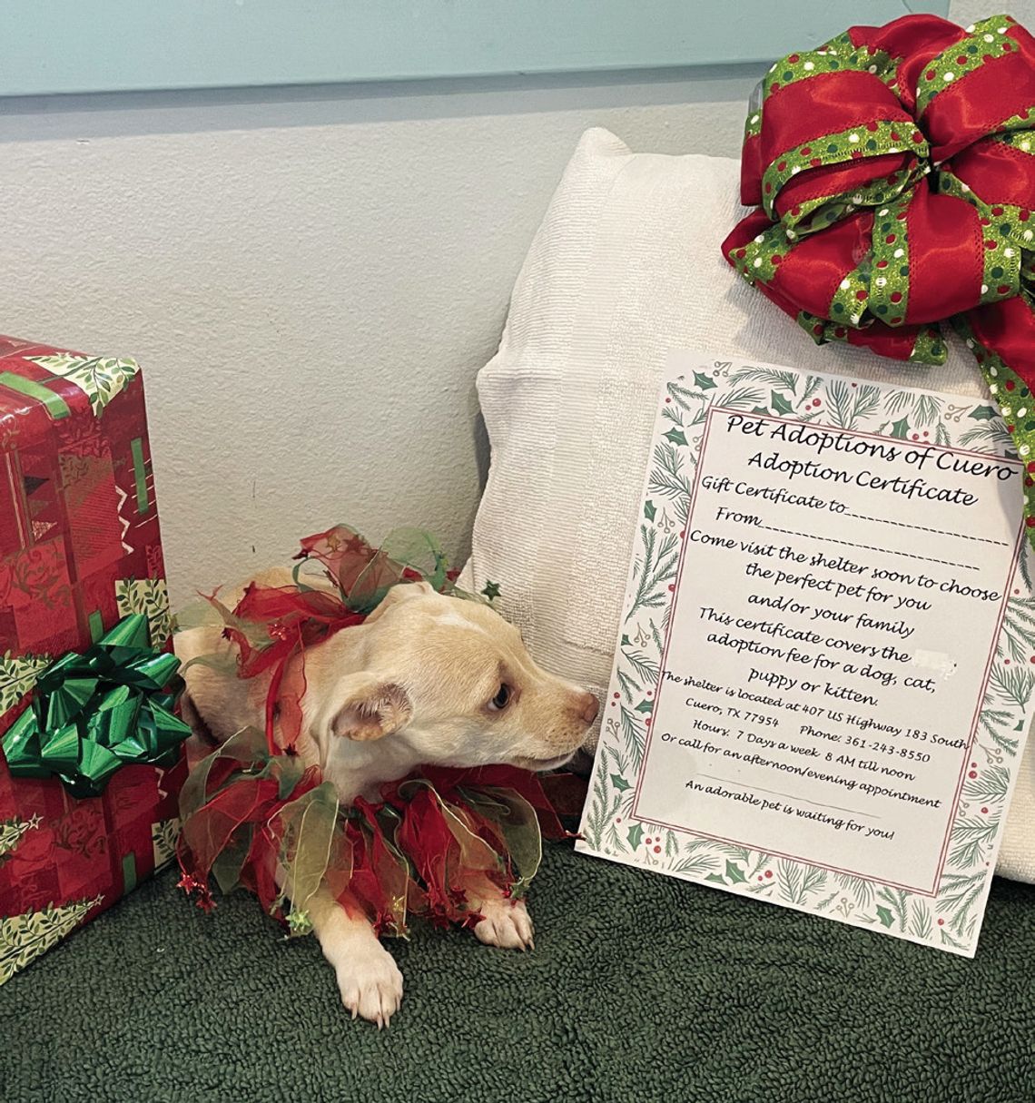 Christmas gifts of pets not nice, but certificates perfect presents