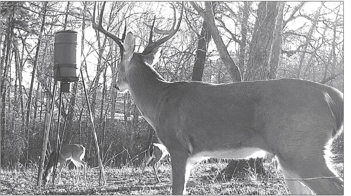 HUNTING AROUND FEEDERS AND FOOD PLOTS TENDS TO BE BEST WHEN NATURAL MAST IS SCARCE. GAM CAM PHOTO BY MAH WILLIAMS