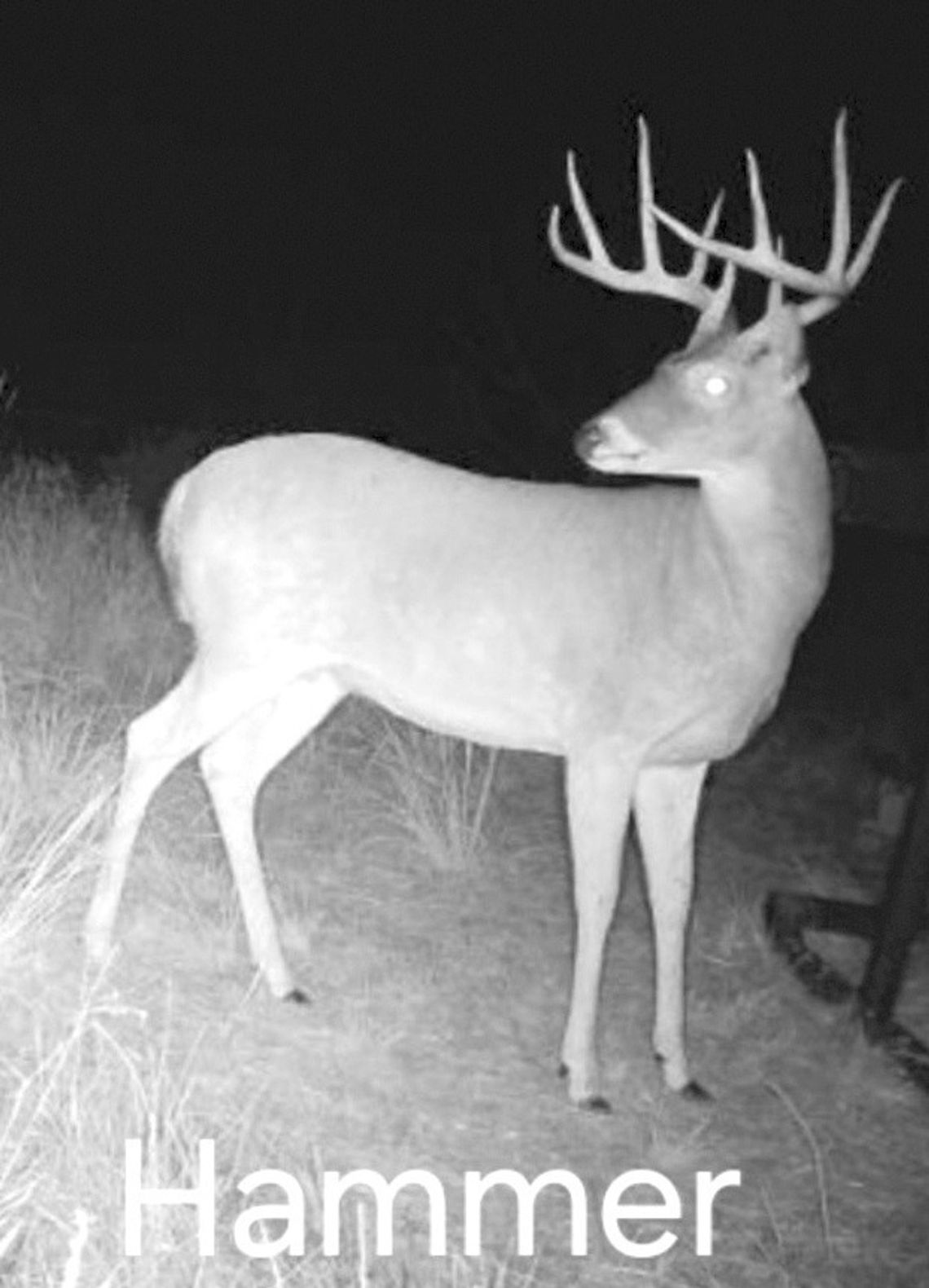 Hammer was a crafty buck that always moved under the cover of darkness. Thompson beat the deer at its own game by slipping in to her stand two hours before daylight and waiting him out on opening morning.