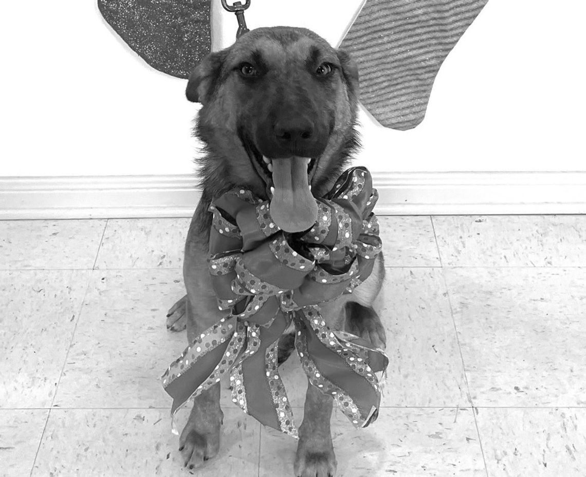 ROXY, the PAOC spoke-pet-son, says thank you for your support this year and invites everyone to come by and meet some super pets that would love a real Christmas in forever homes. (Contributed Photo)