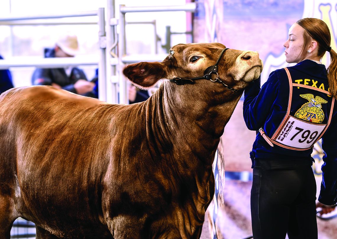 FFA Contestant 799 is showcasing her steer for profile judging at the Nordheim Stock Show. PHOTOS BY ELE CHEW