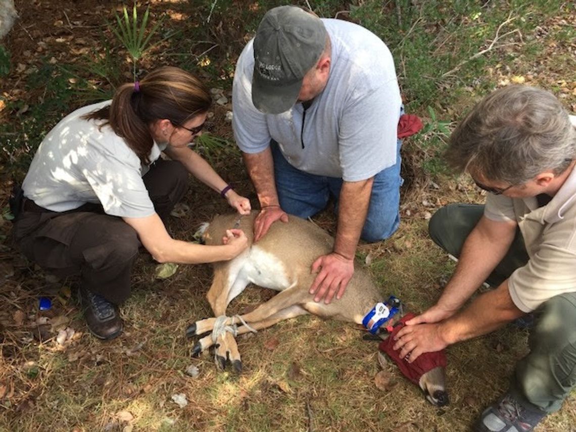 Florida 2016 response to New World screwworm helps Texas