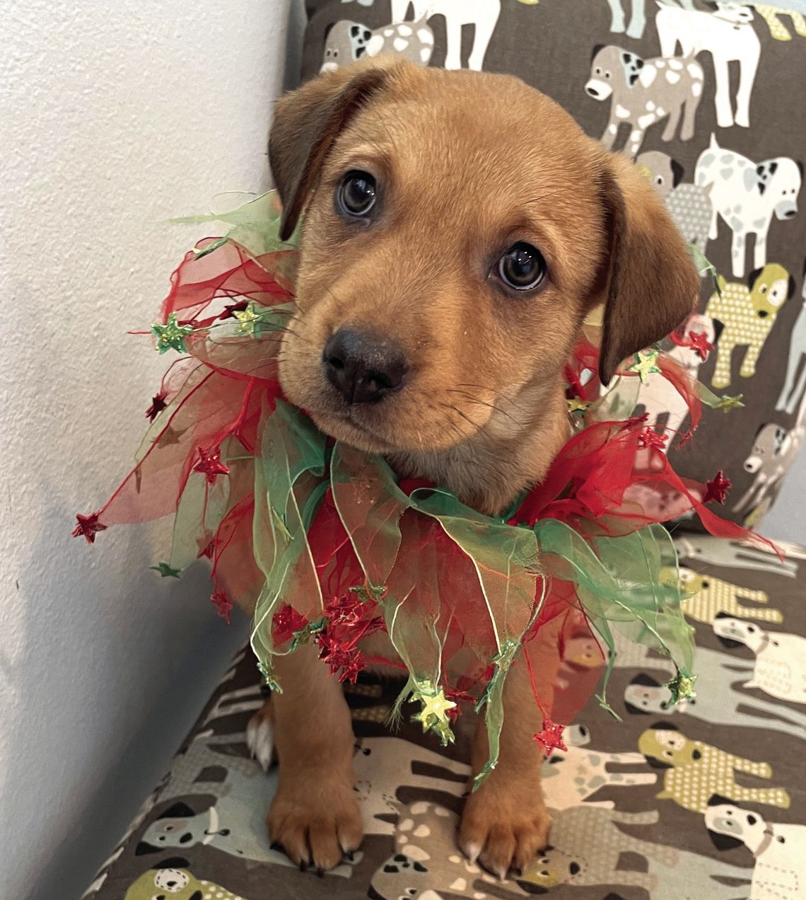 Get the BEST Christmas gift for your pet this year