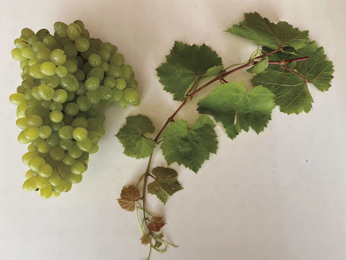 Grape variety named newest Texas Superstar
