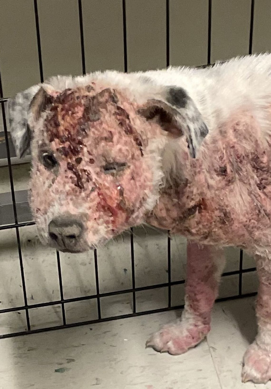 Happy ending for lucky dog ‘Rocky’