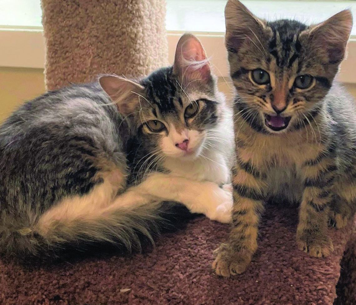 Largest inventory ever of felines at PAOC