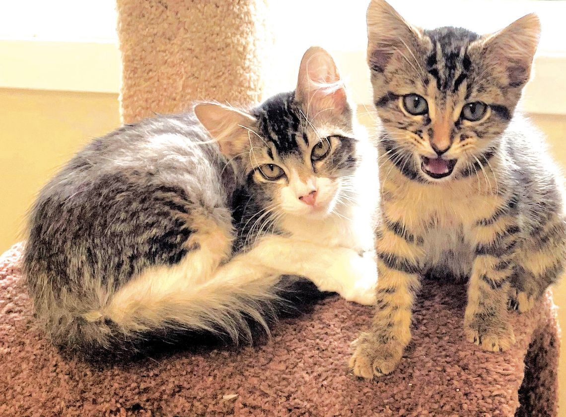 Largest inventory ever of felines at pet shelter