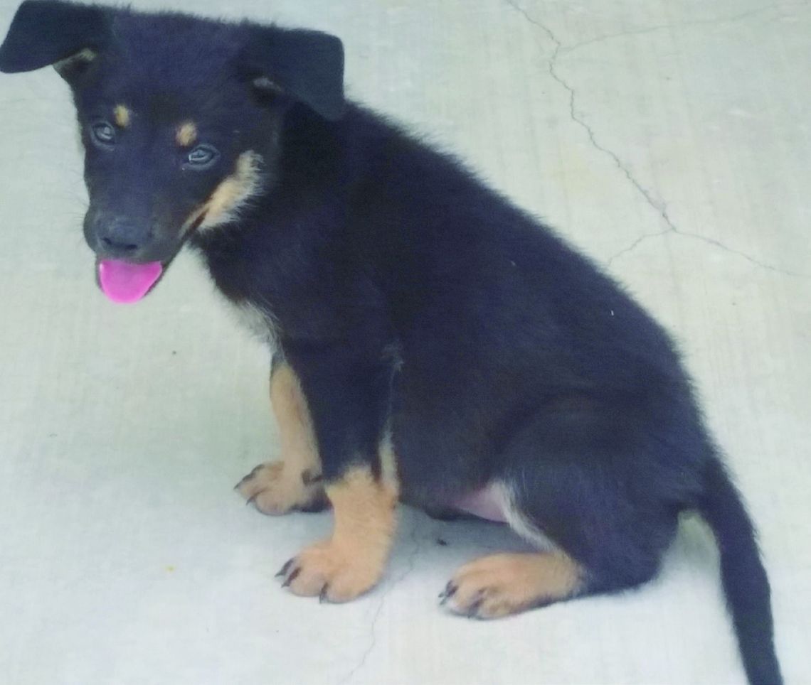 Every day a pet goes missing or wanders out of their yard. A lost or confused canine hopefully will make their way home. But if it is obvious that the pet needs help, here's the best tips for the kind folks who '_nd' a pet: 1) Take photos of the pet, and 2) Post the photos on facebook. (Co...