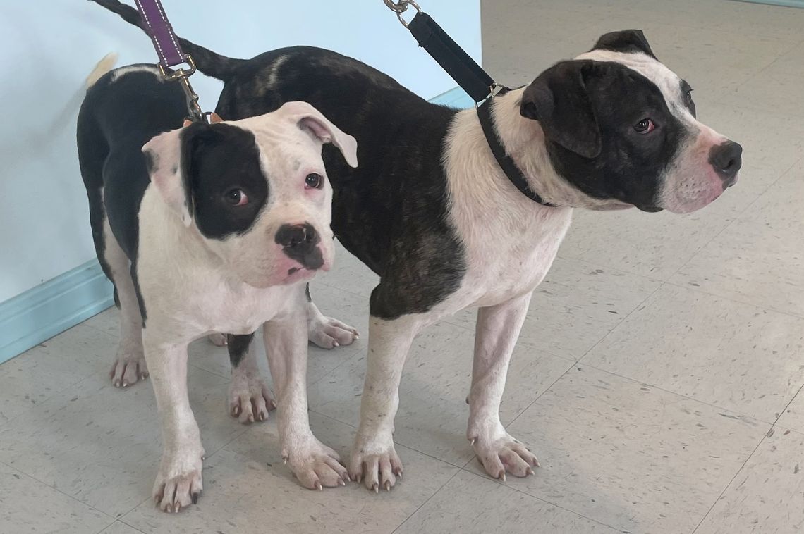 Make all their doggie dreams come true, on your porch