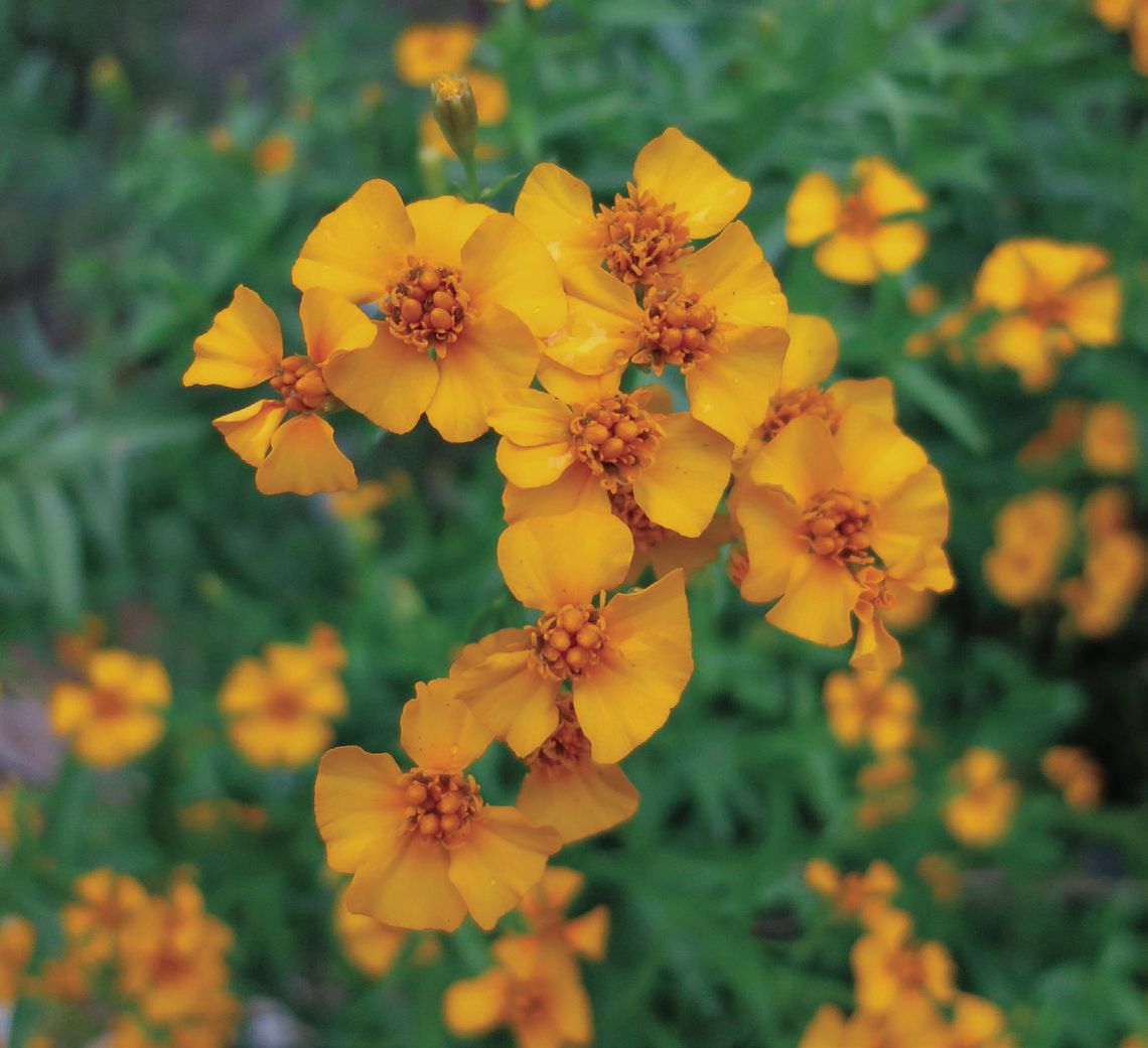 Mexican mint marigold designated as a Texas Superstar
