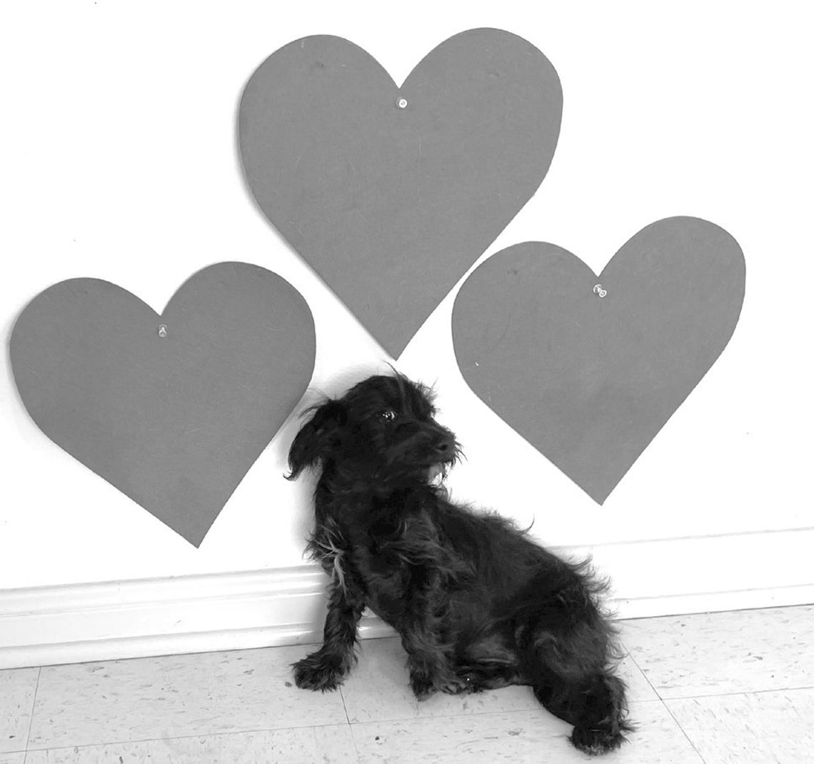 Here's little CUDDLES - a small schnauzer mix hoping Cupid will find her a forever family to bond with. CONTRIBUTED PHOTO