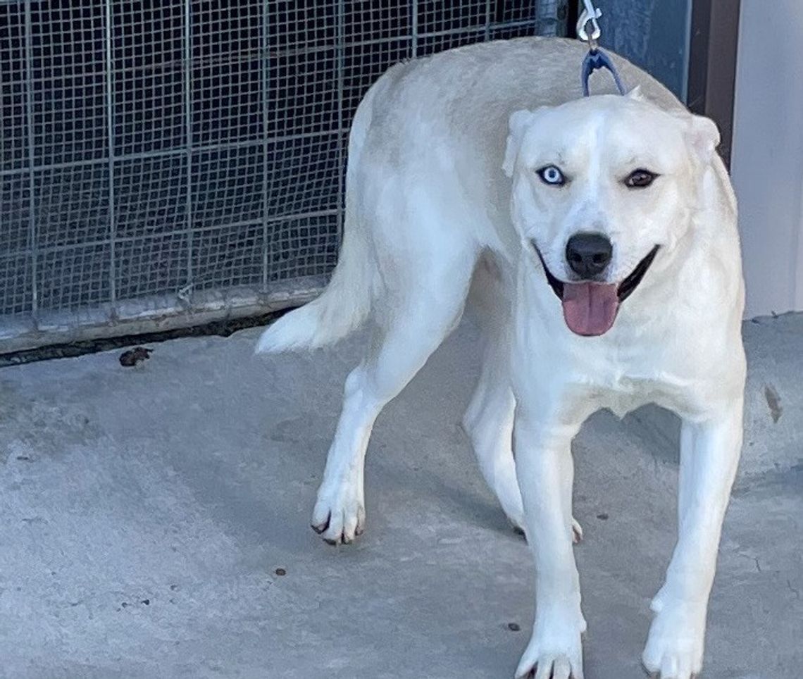 News-ViewPets News-ViewPets