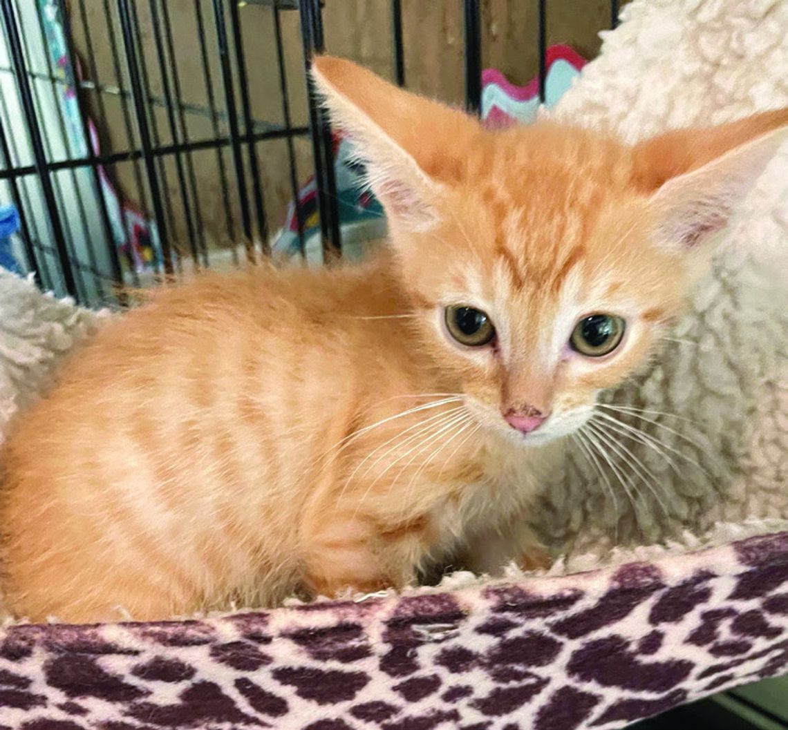 Largest inventory ever of felines at PAOC