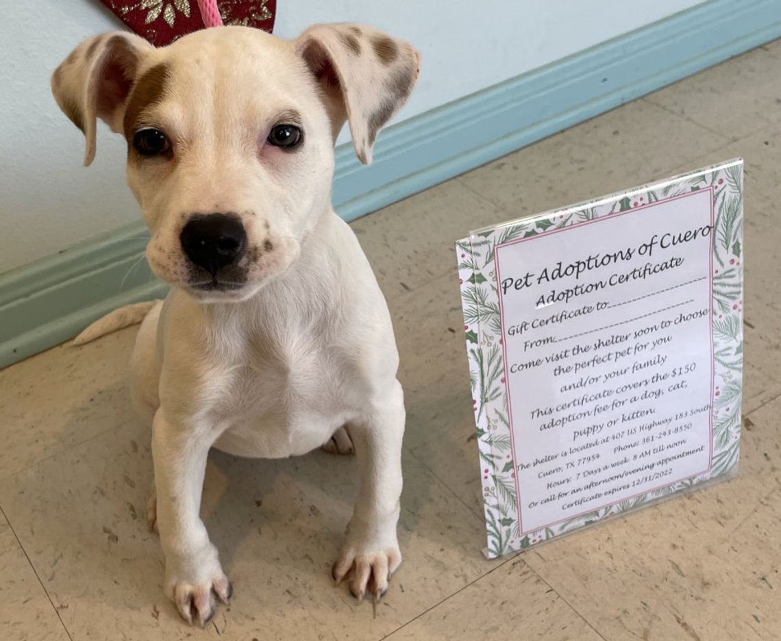 No live puppy, kitty gifts this Christmas