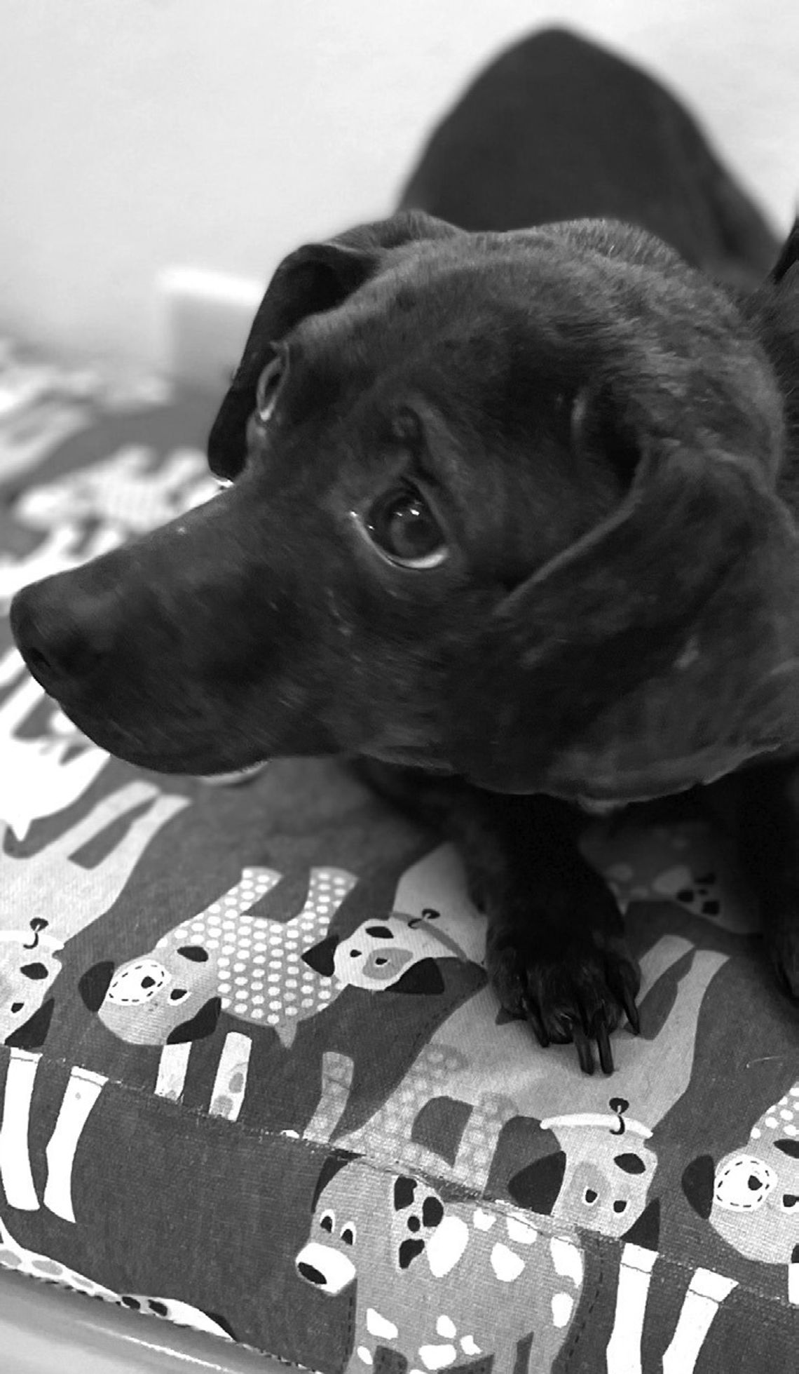 Pause for Pets