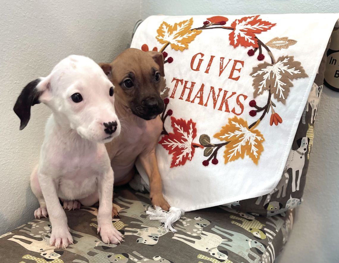 Pet Adoptions of Cuero Has So Much to be Thankful For Pet Adoptions of Cuero Has So Much to be Thankful For
