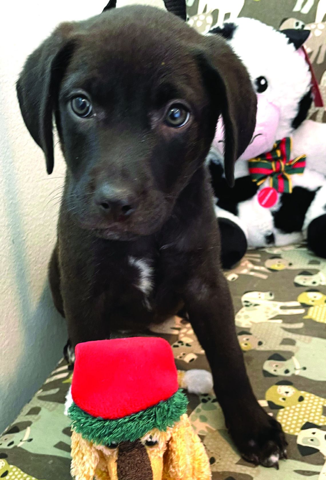 Protect your pets on New Years Eve