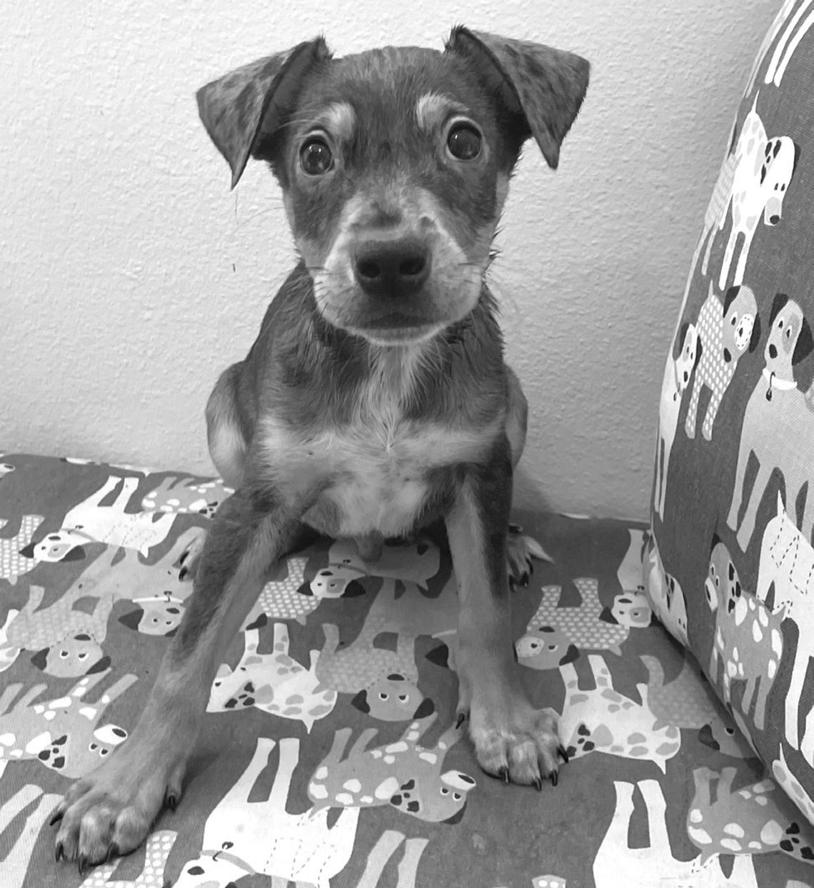 PURRfect pets welcome out-oftowners at Pet Adoptions of Cuero