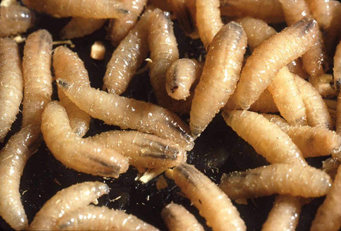 Screwworms pose new threat to Texas