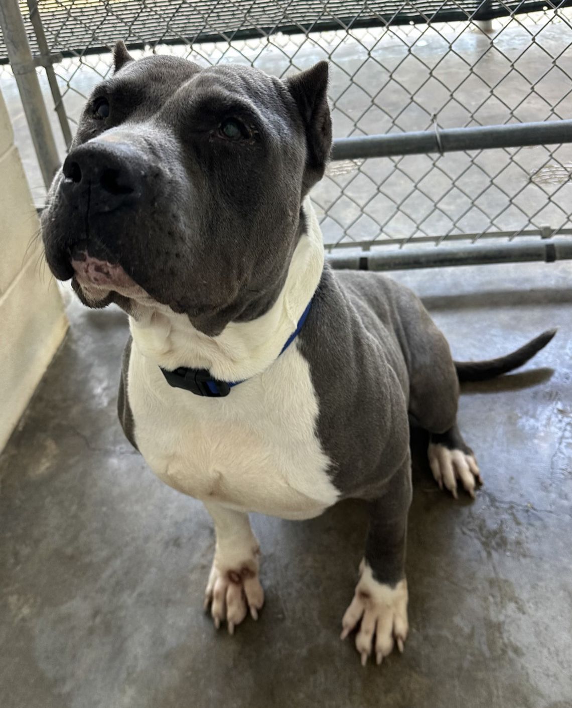 Shelter Pet of the Week