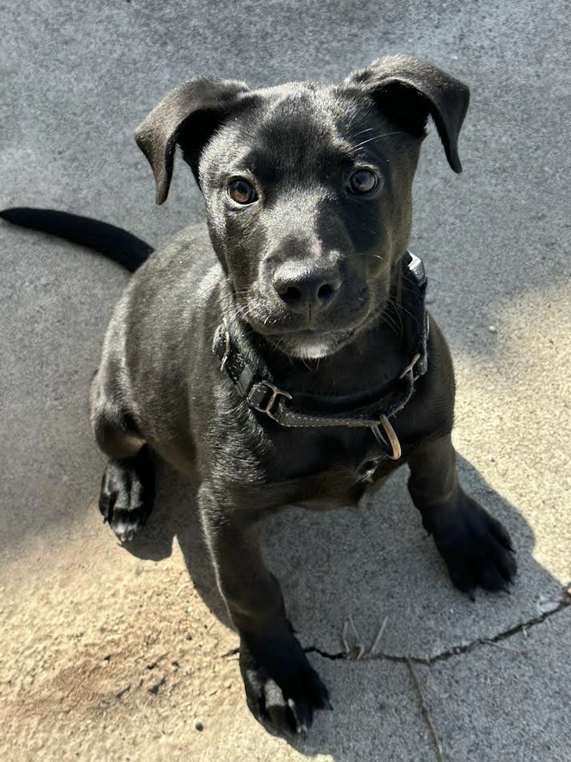 Shelter Pet of the Week