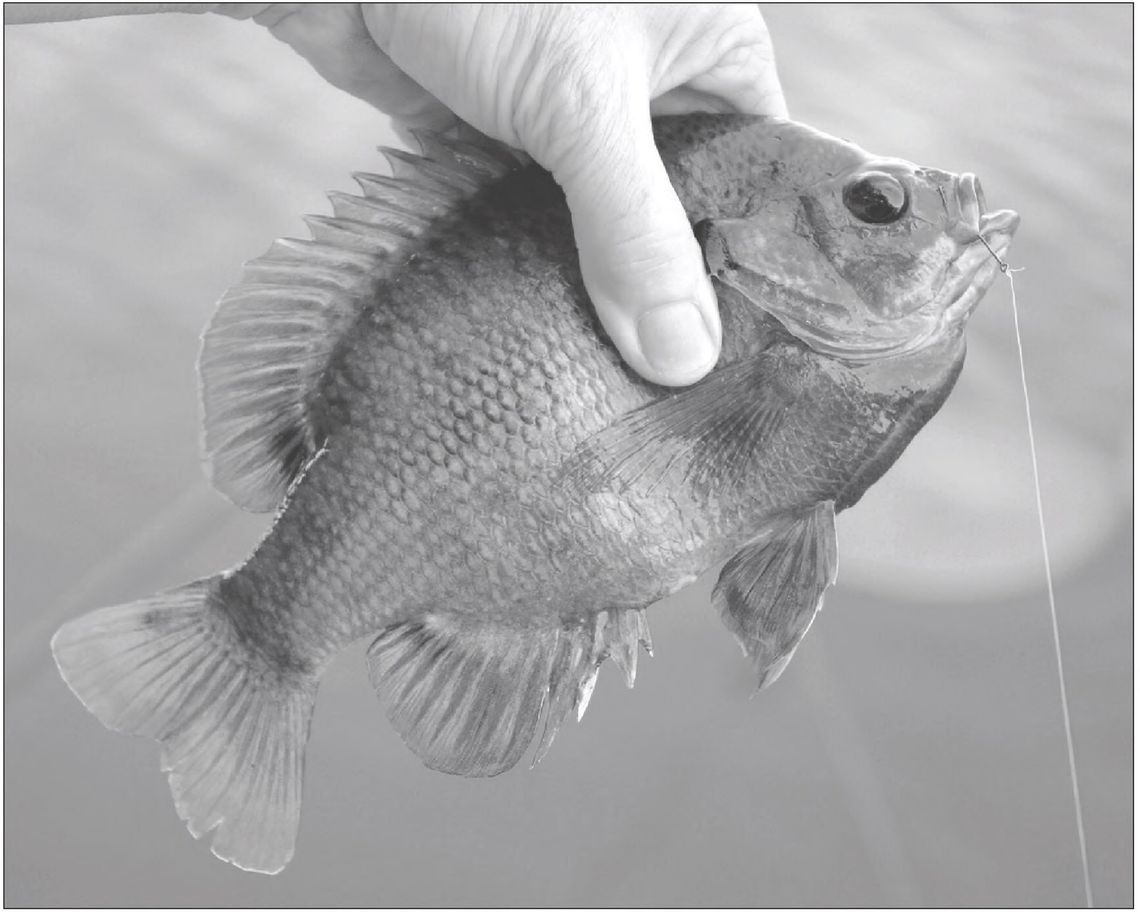 Bluegills are pint-sized fish with small mouths. Small hooks and baits work best. Photos by Matt Williams