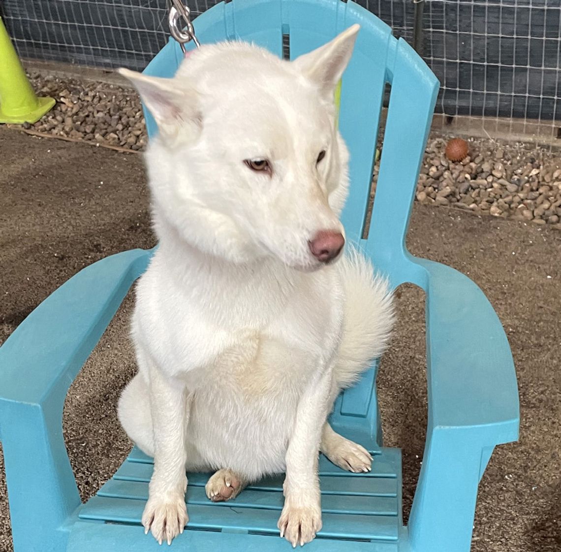 Still 'SNOW-ing' at Pet Adoptions of Cuero