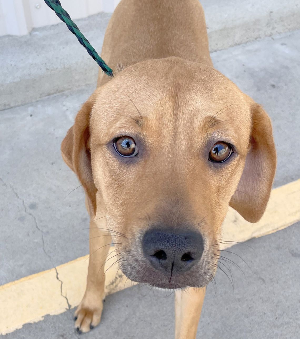 The tragedy of rehoming a longtime family pet