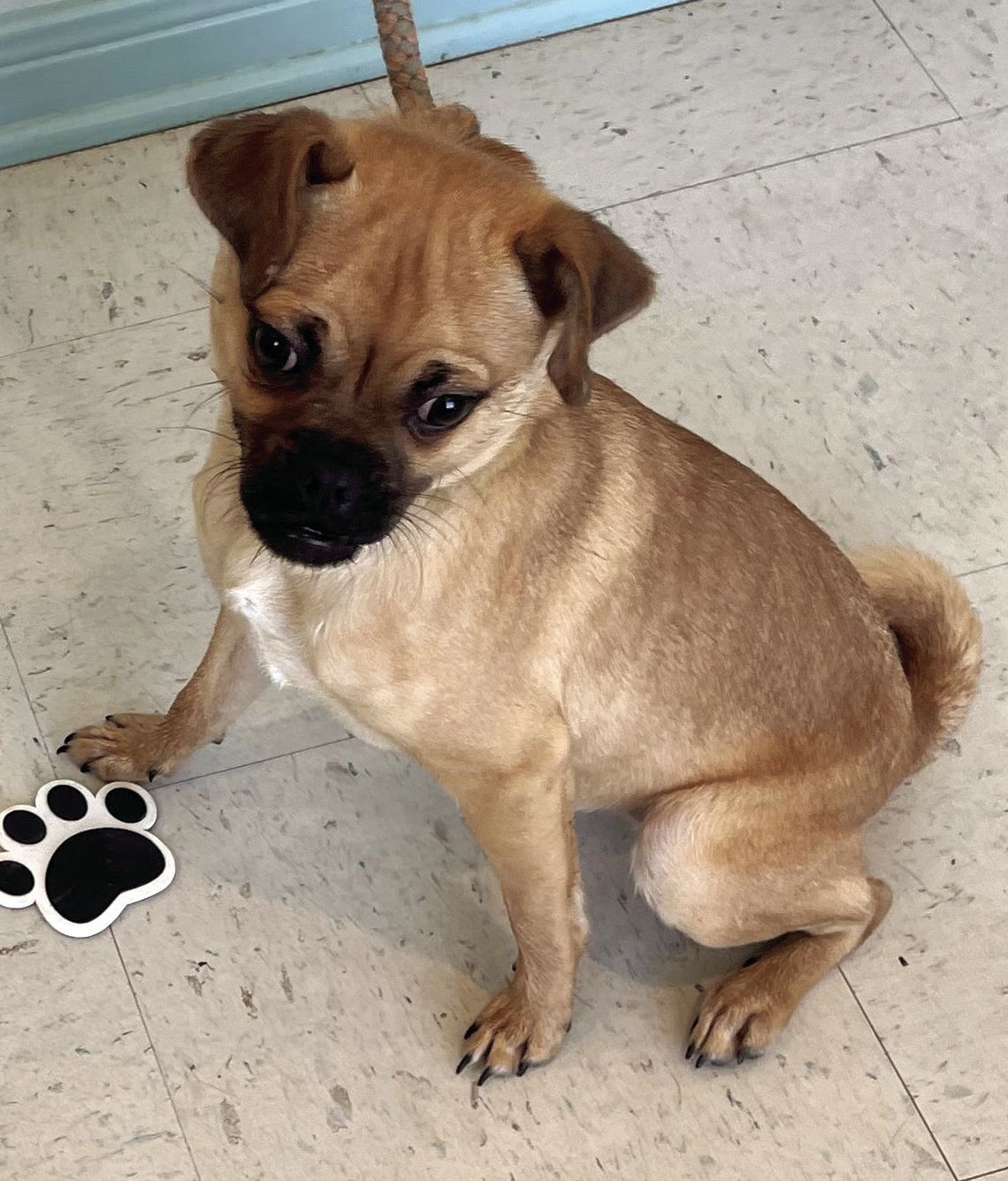 Little Pugsly from Pet Adoptions of Cuero is ready to put his 'pawprint' signature on his resolutions. (Contributed Photo)