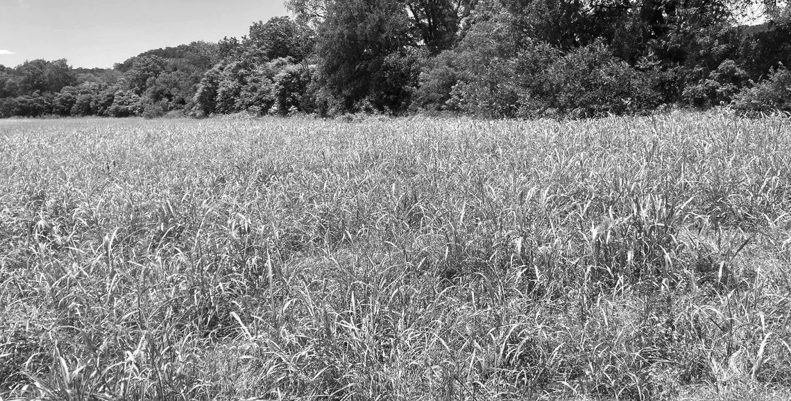 To graze or not to graze: Johnsongrass considerations