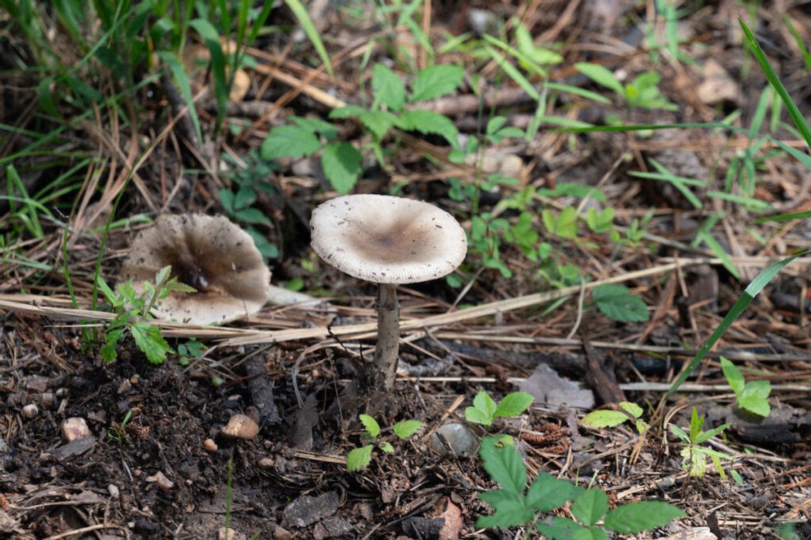 What are those white mushrooms in my yard?